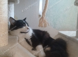 Cat looking for rehome