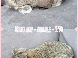 Mini Lop Baby Rabbits