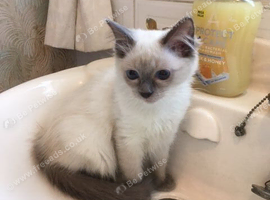 Ragdoll kittens fully vaccinated registered and insured &pound;500