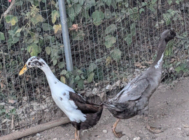Pair of Indian runners