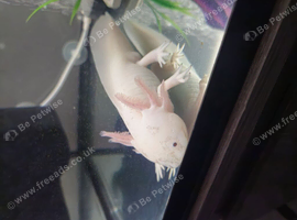 Selling my axolotl