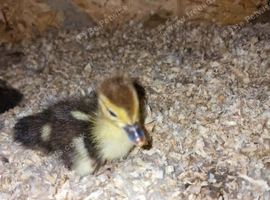 30+ birds chicken, duck, turkeys
