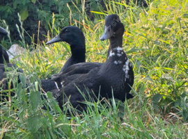 Mallard cross Ducks