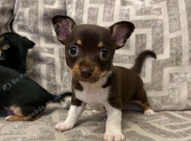 Chihuahua puppies