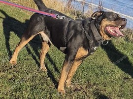 Stunning male Rottweiler x for stud