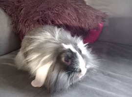 10wk lion lop doe