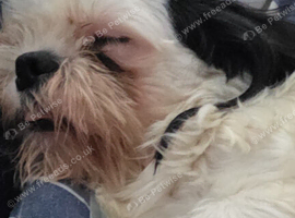 Shihtzu