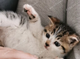 Kitten needs a home