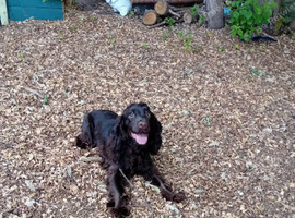 Kc reg cocker spaniel girl