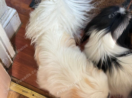 Pekes bi colou blk white & liver girls 18 months black white l