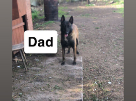 Czech Shepard cross Malinois