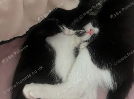2 black and white brothers