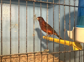 Canary one cock bird available