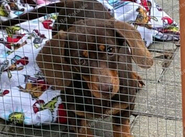 Rehome beautiful Lola