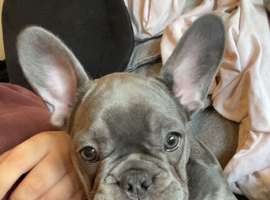 Female frenchie