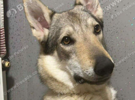 Czechoslovakian Wolfhound