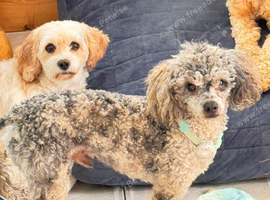 Blue Merle Small Toy Poodle