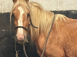 14h palomino cob mare