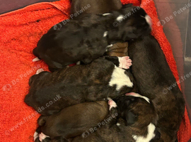 Boxer pups red and brindle and bobtails