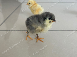 3 Beautiful Mixed Breed Chicks