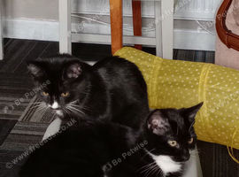2 gorgeous girls looking for forever home together