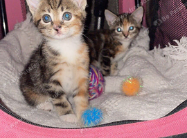 Two beautiful kittens