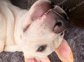 German shepherd cross boxers