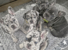 Beautiful french bulldog litter
