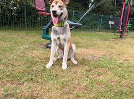 Husky x Staff