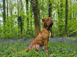 Dogue de bordeaux puppies