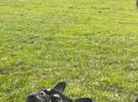 KC Registered French Bulldog Puppies &ndash; Ready for Their Forever Homes
