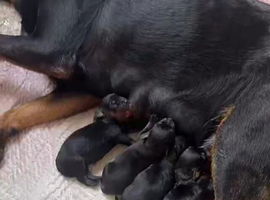 Rottweiler puppies