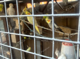 Cockatiels