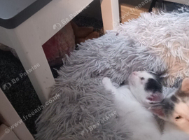 Grey and white and tuxedo mixed litter
