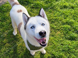 Siberian Husky For Stud