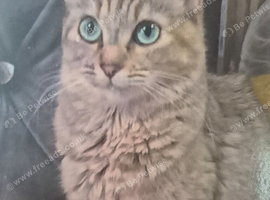 Half maincoon and domestic