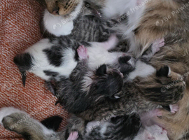 Beautiful Tabby boys