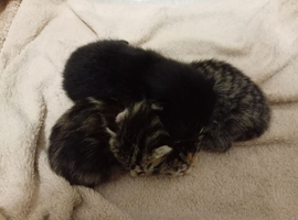3 beautiful kittens looking for there forever home