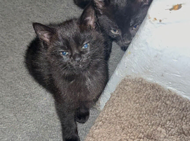 2 males & 1 female Bombay cat
