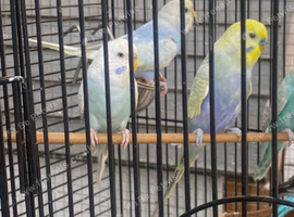 6 rainbow budgies between 6-9 months