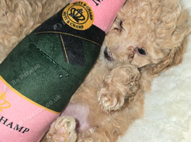 Poochon puppies