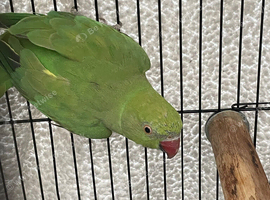 indian ring neck parrot