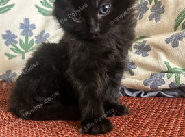Cute little fluff ball looking for a new home