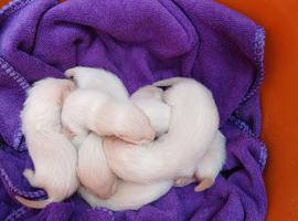 Albino Micro Ferrets kits