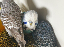EXHIBITION BUDGIES FOR SALE &pound;40 EACH