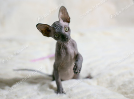 Sphynx Kittens