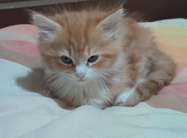 4 beautiful gorgeous kittens