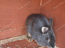 Here I have a female rabbit