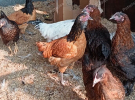 Pure bred pullets