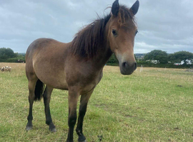 Dartmoor Dun Filly 2.5yrs old.